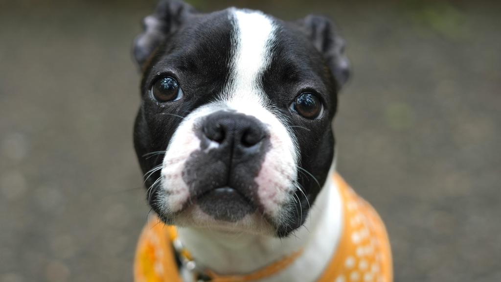Boston Terrier