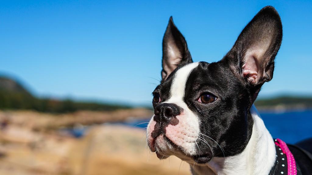 Boston Terrier