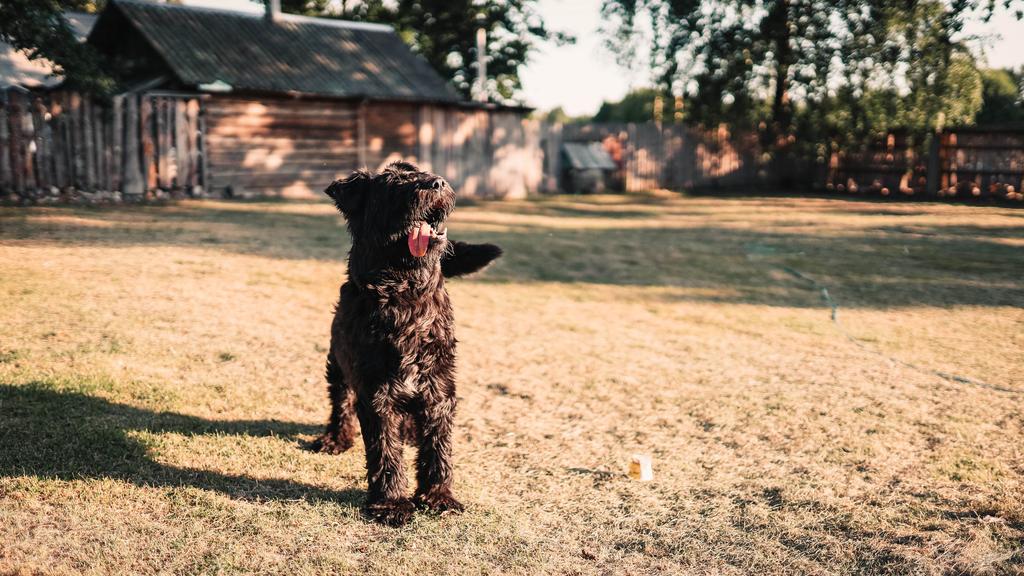 Bouvier des Flandres