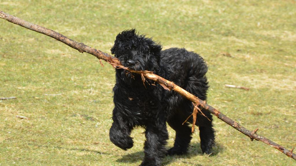 Bouvier des Flandres