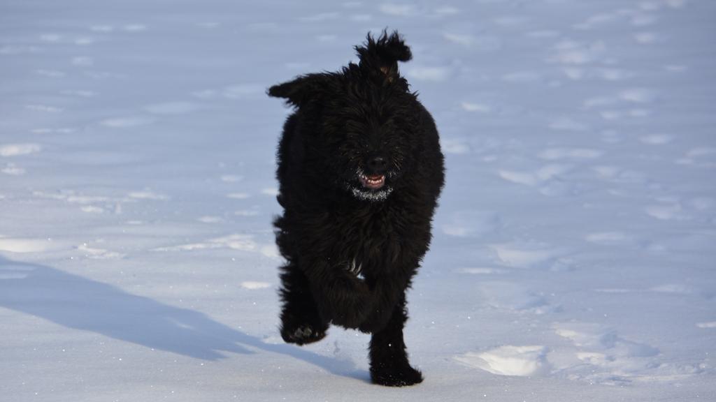 Exercise & Activity Needs icon