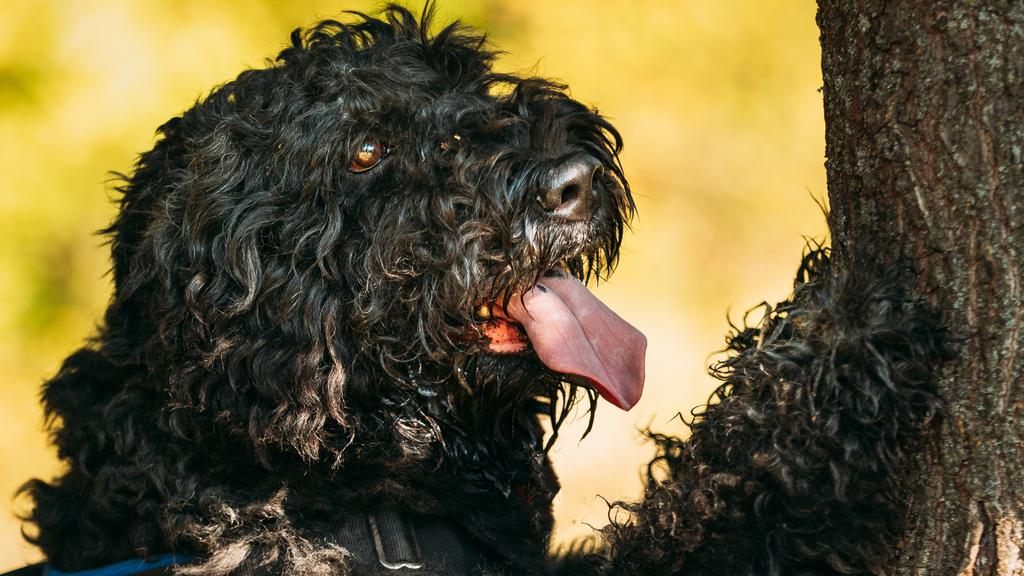 Bouvier des Flandres