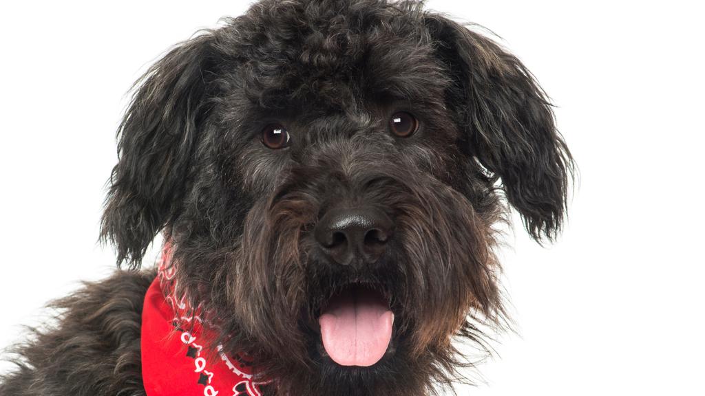 Adoption vs. Breeder Considerations icon