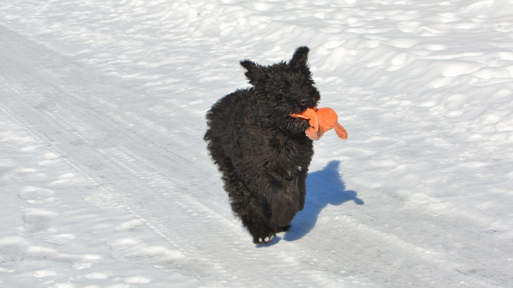 Bouvier des Flandres