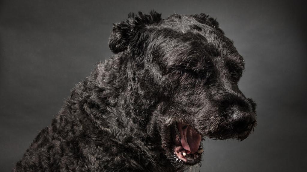 Bouvier des Flandres