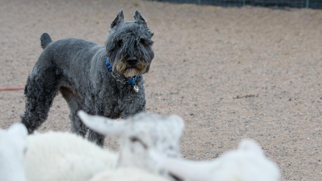 Bouvier des Flandres
