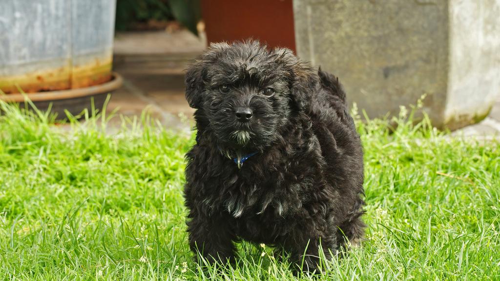 Bouvier des Flandres