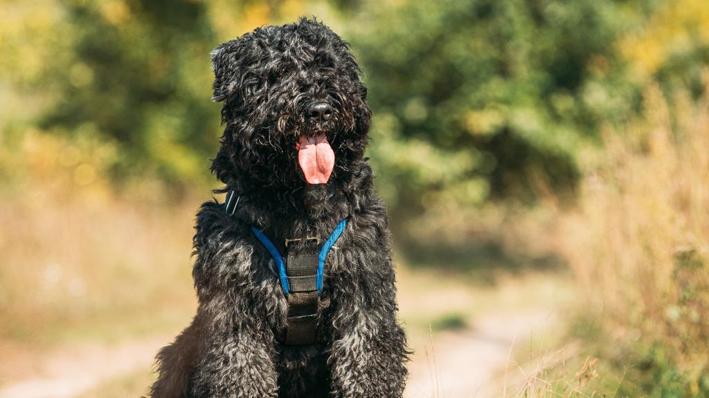 Bouvier des Flandres