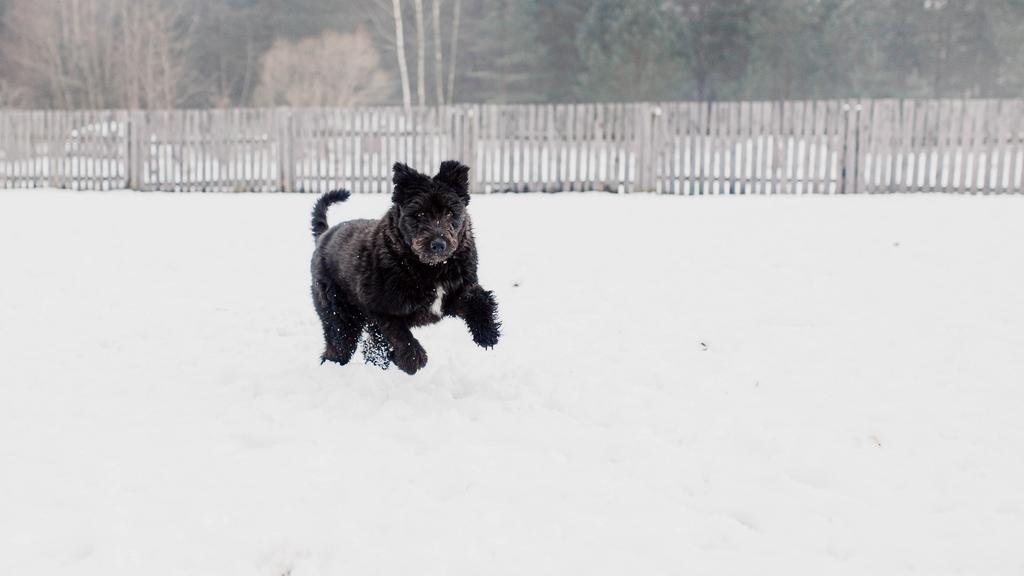 Bouvier des Flandres