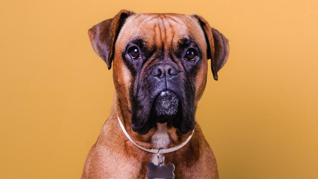 Adoption vs. Breeder Considerations icon