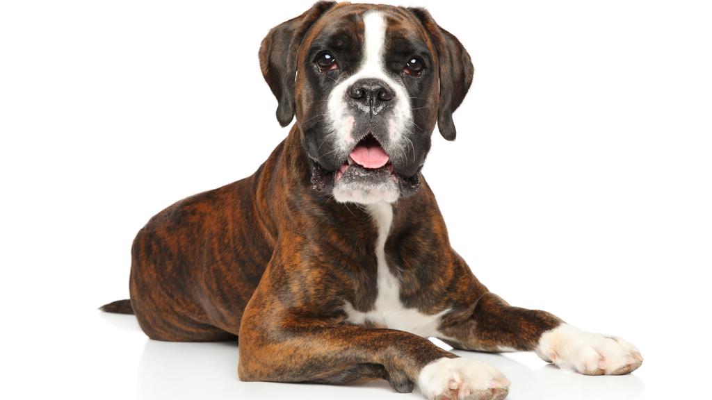 Boxer