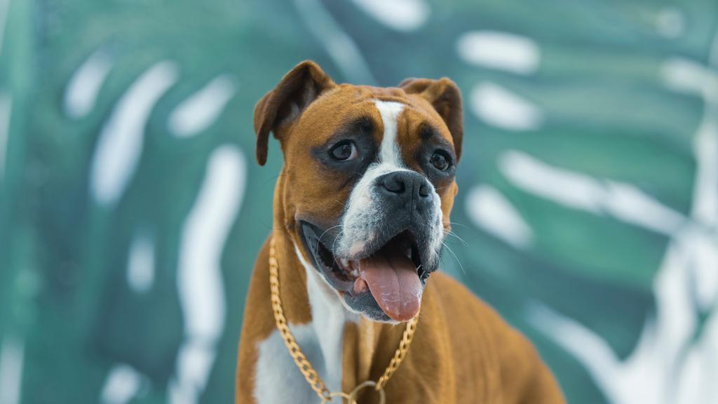 Boxer