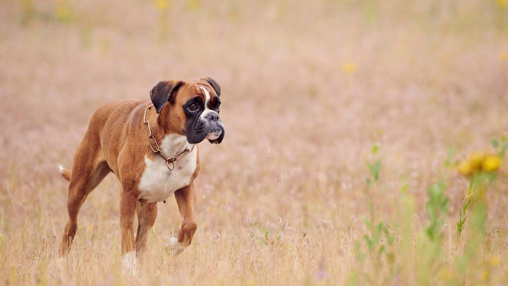 Boxer