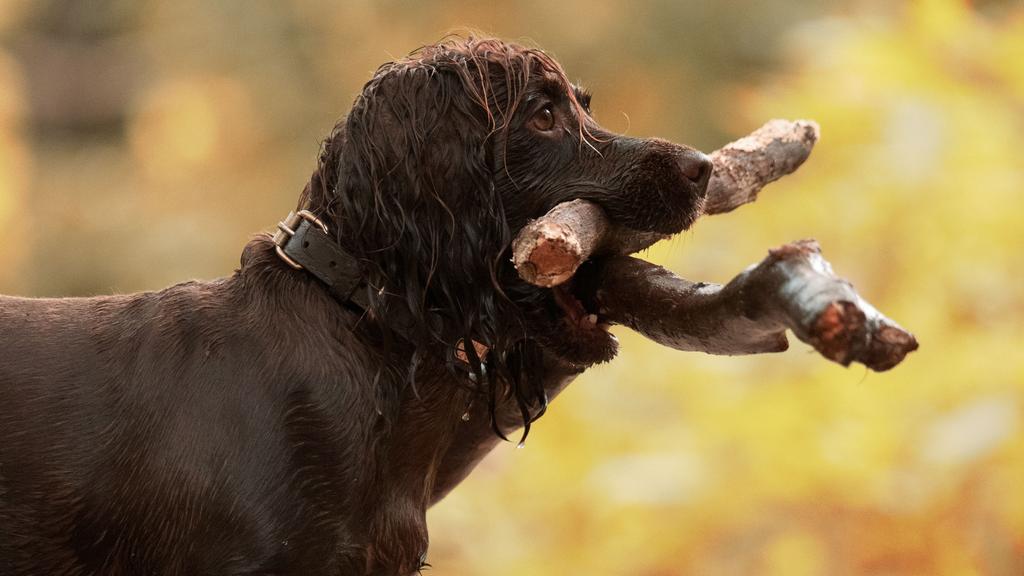 Boykin Spaniel