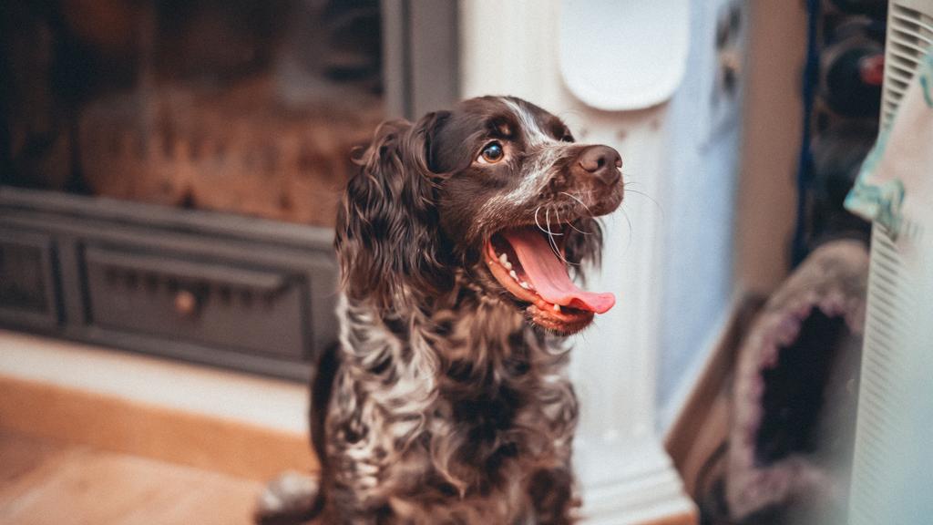 Exercise & Activity Needs icon