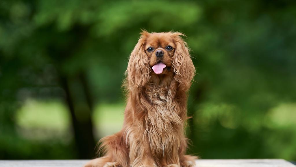 Financial Considerations icon