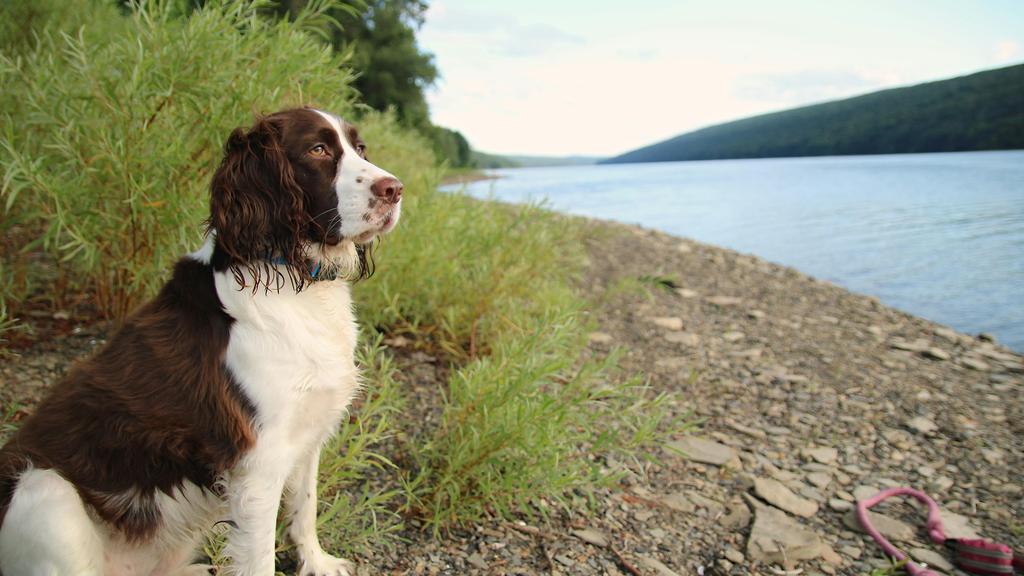Adoption vs. Breeder Considerations icon