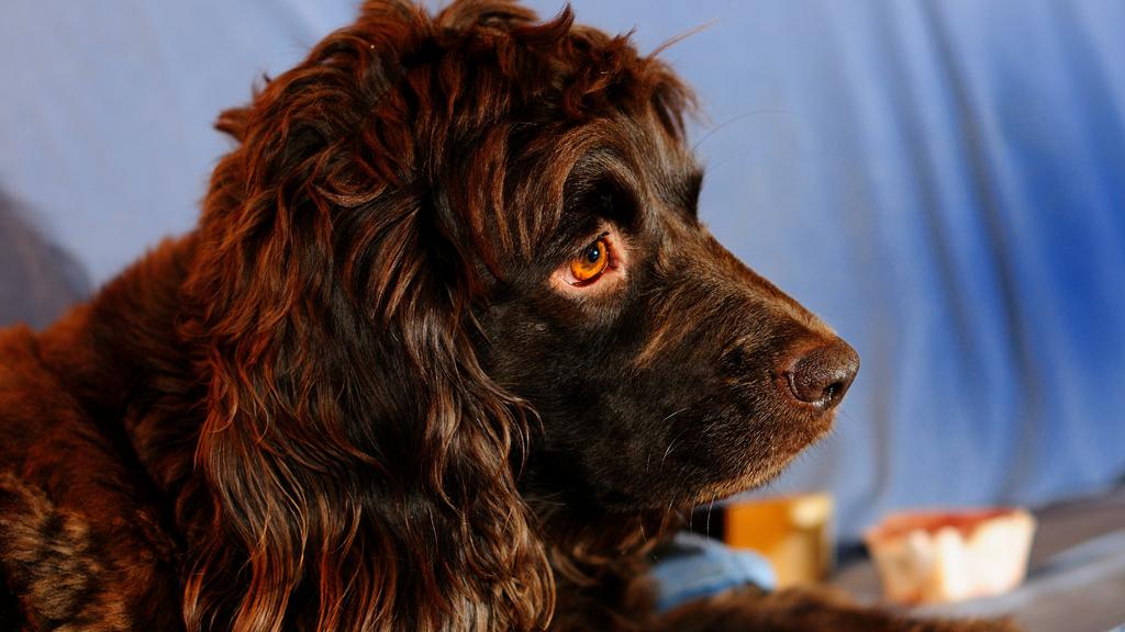 Grooming & Health icon