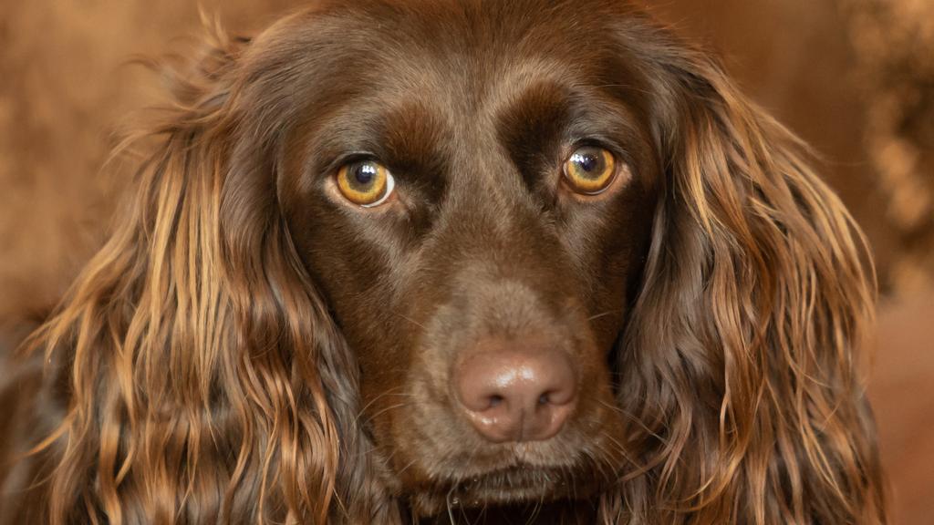 Living Environment Adaptability icon