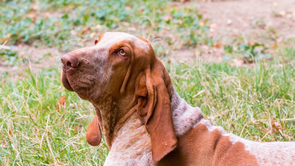 Bracco Italiano