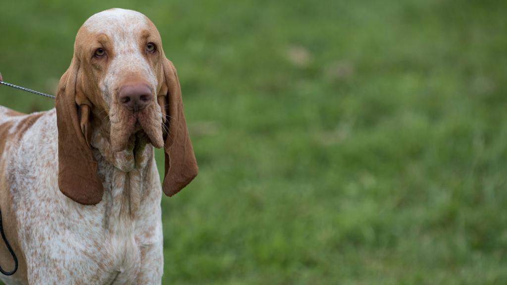 Adoption vs. Breeder Considerations icon