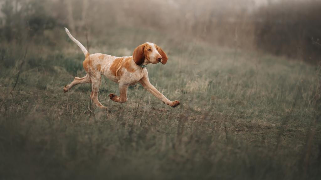 Basic Information icon