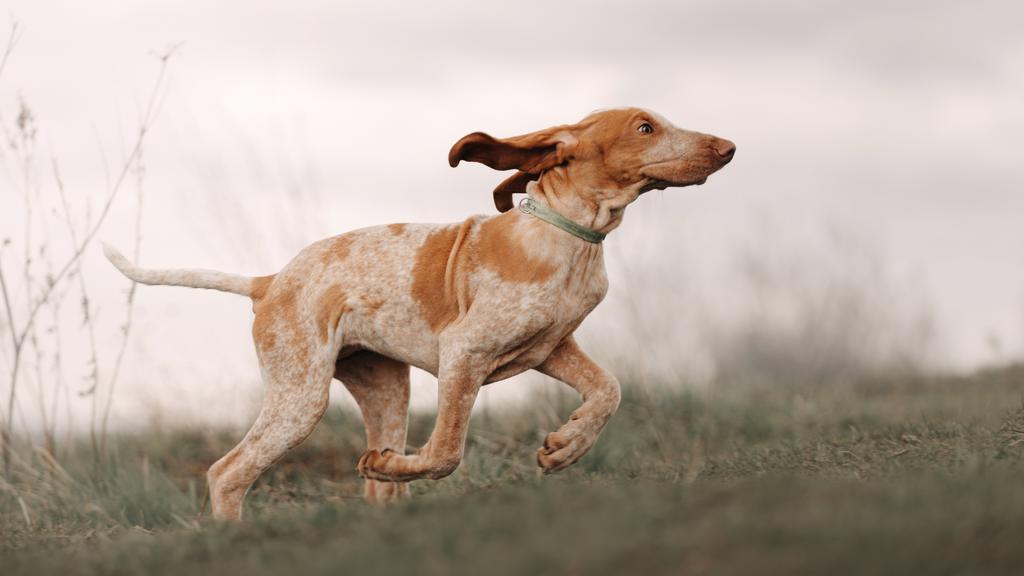 Suitability for First-Time vs. Experienced Owners icon