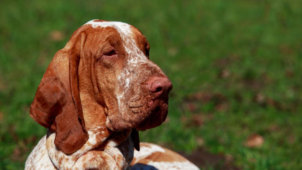 Basic Information icon