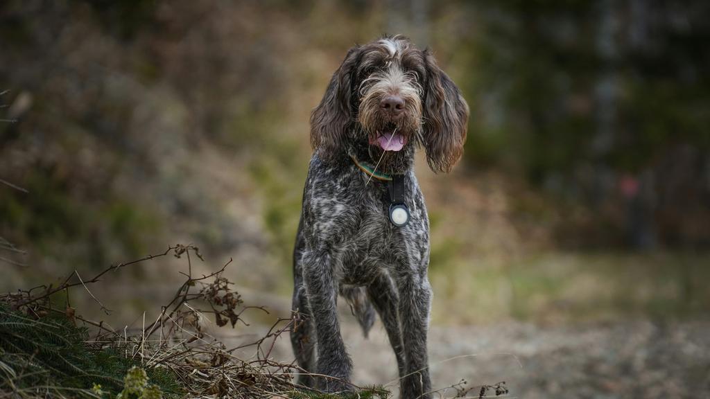 Temperament & Behavior icon