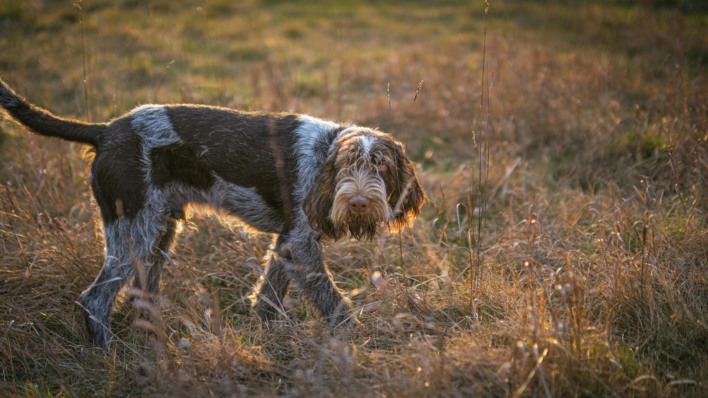 Bracco Italiano