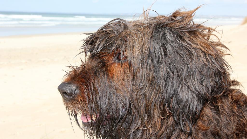 Briard