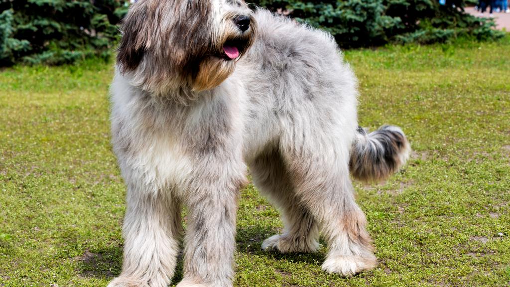 Briard