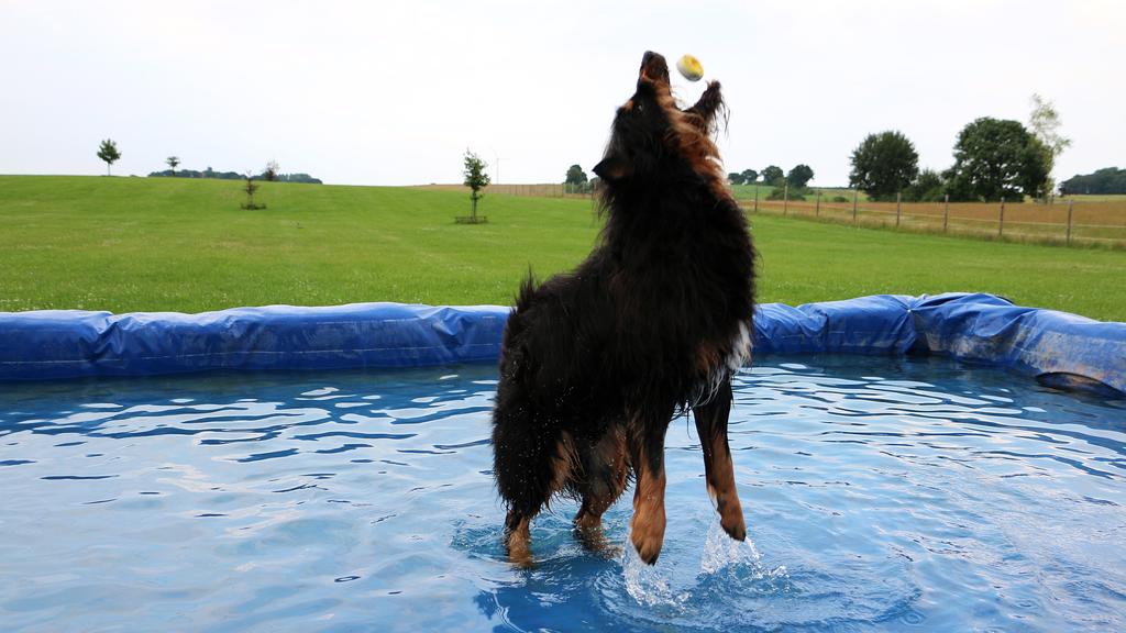 Temperament & Behavior icon