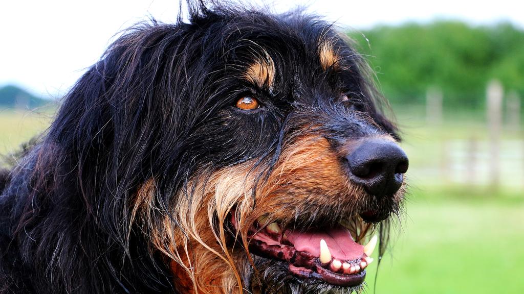 Briard