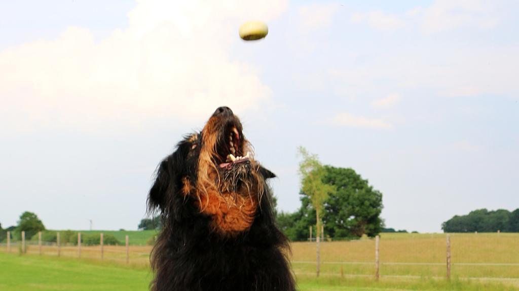 Grooming & Health icon