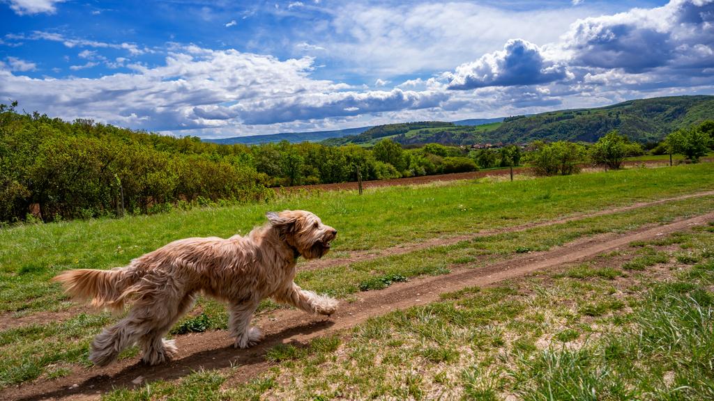 Life Stage Considerations icon