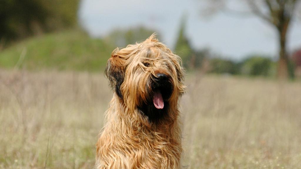 Suitability for First-Time vs. Experienced Owners icon