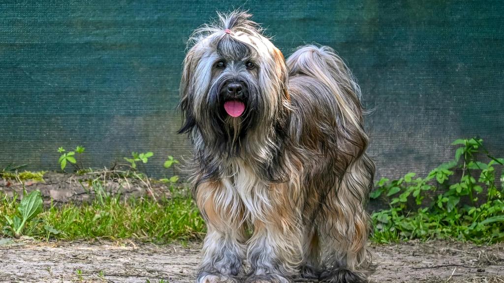 Briard