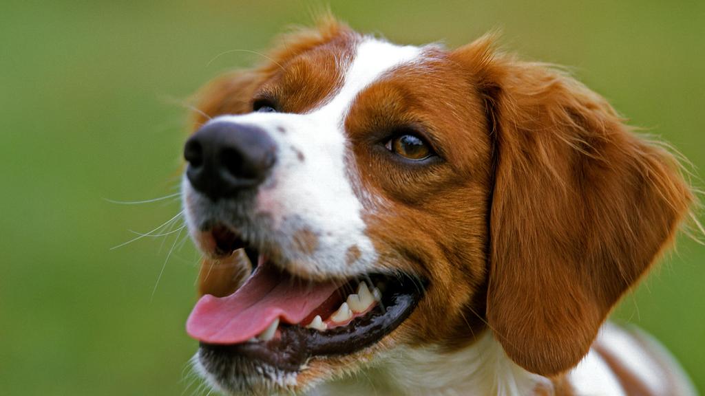 Adoption vs. Breeder Considerations icon