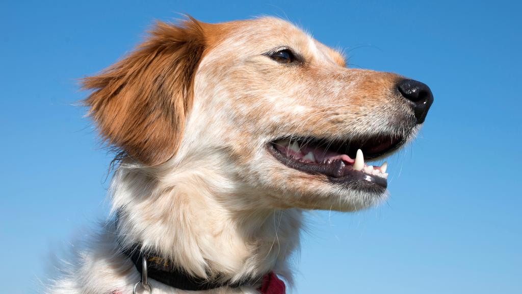 Living Environment Adaptability icon