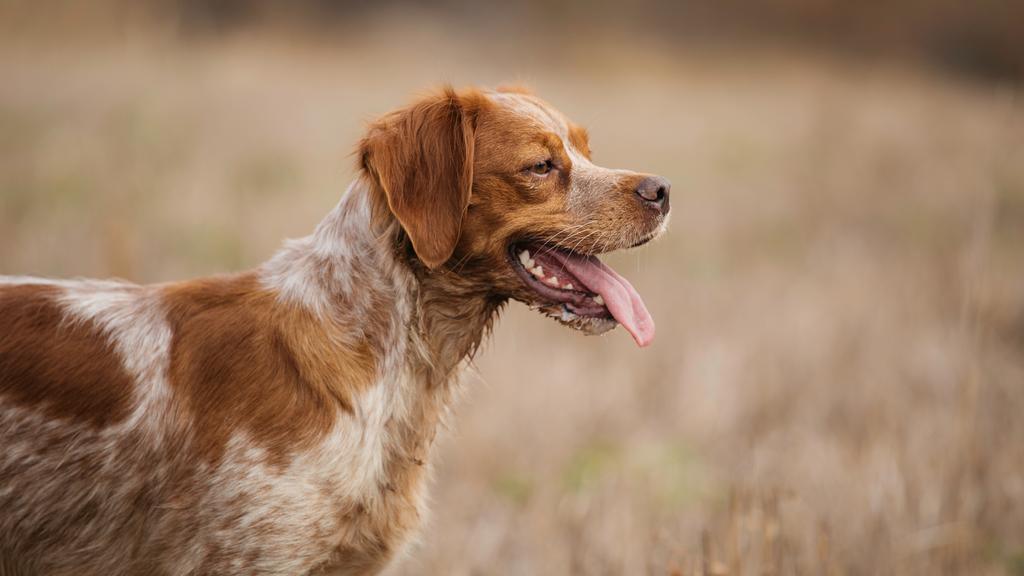 Life Stage Considerations icon