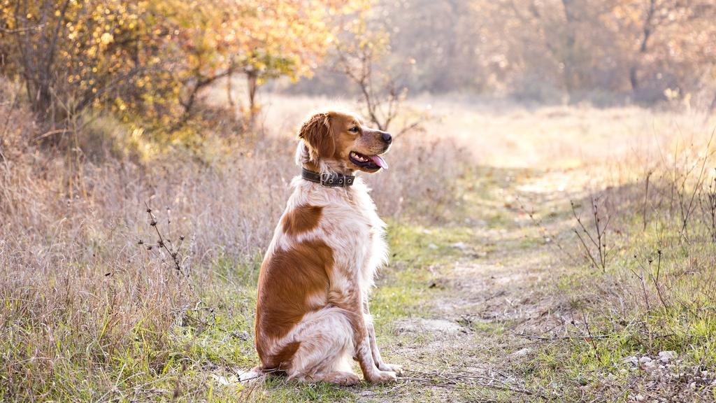 Grooming & Health icon