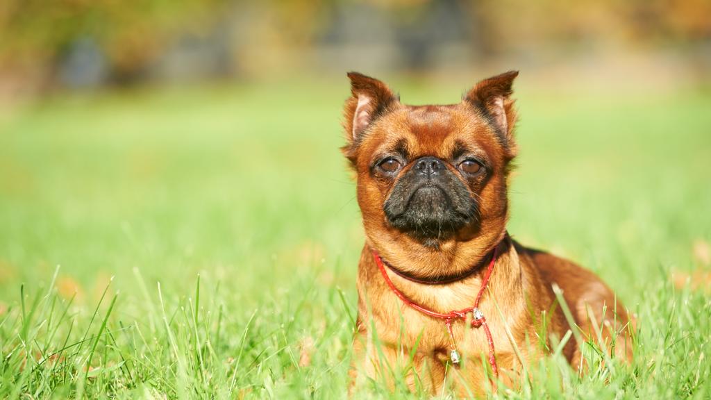 Brussels Griffon