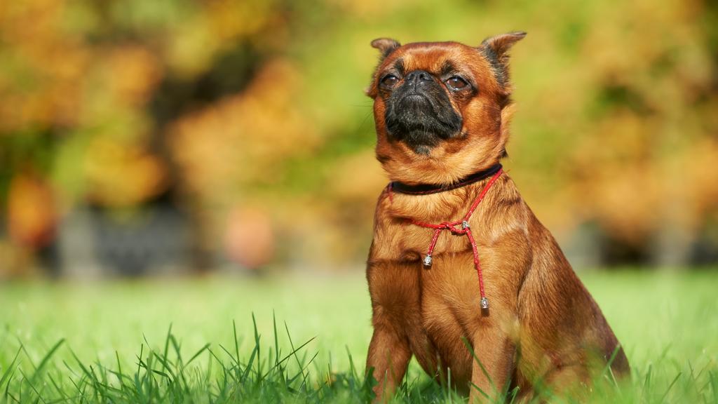 Brussels Griffon