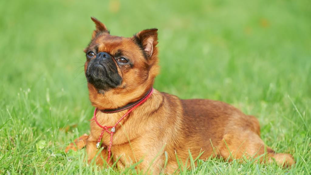 Grooming & Health icon