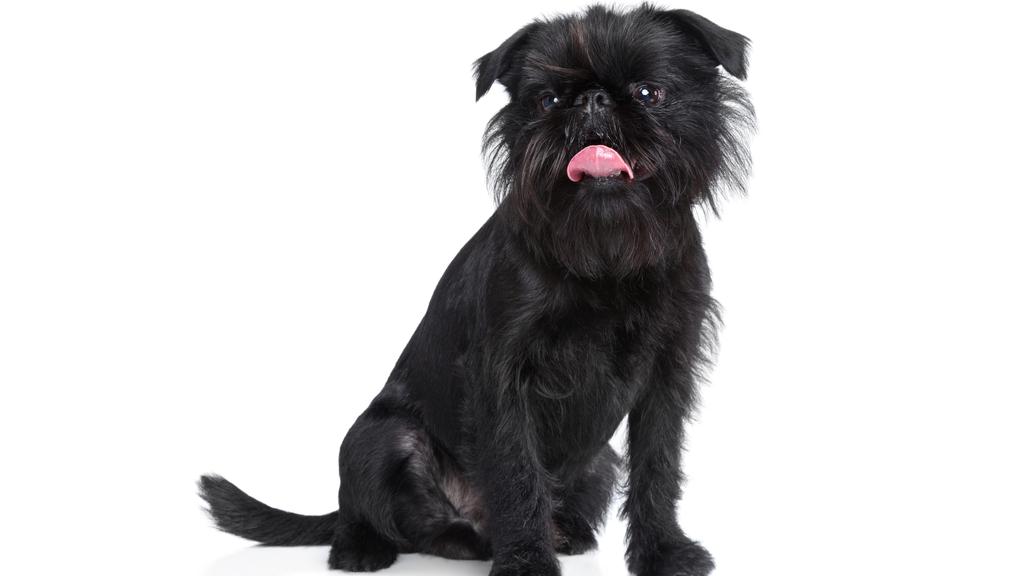 Temperament & Behavior icon