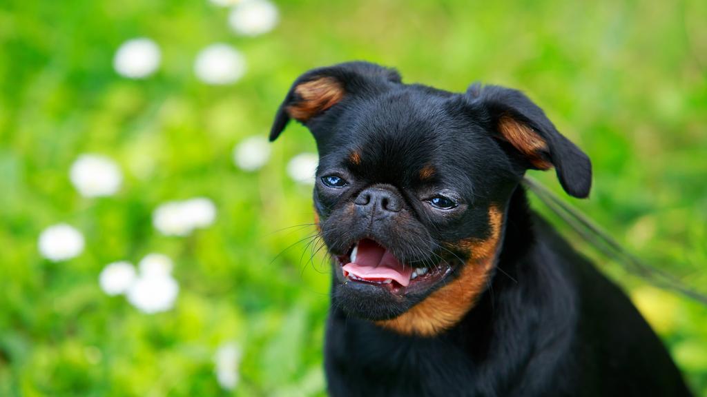 Brussels Griffon