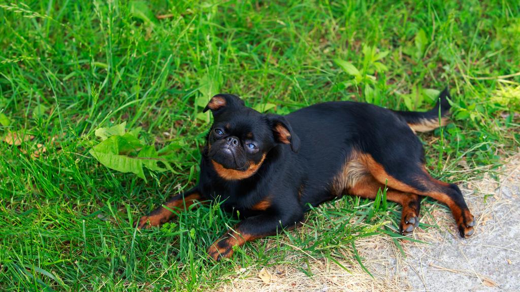 Suitability for First-Time vs. Experienced Owners icon