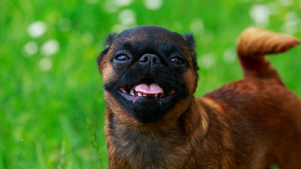 Brussels Griffon