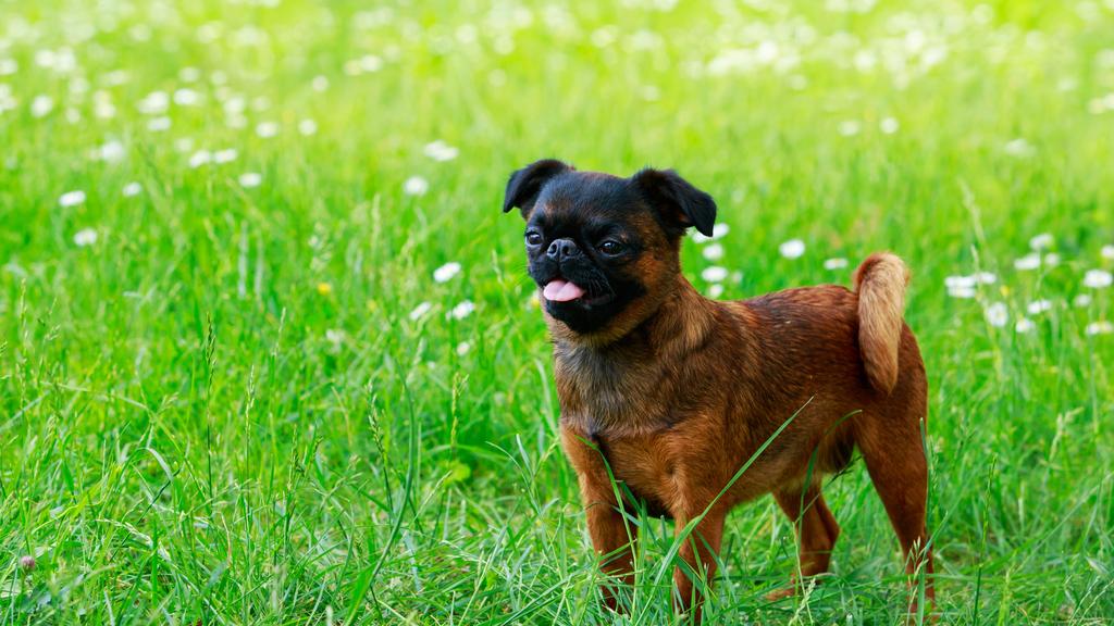 Brussels Griffon